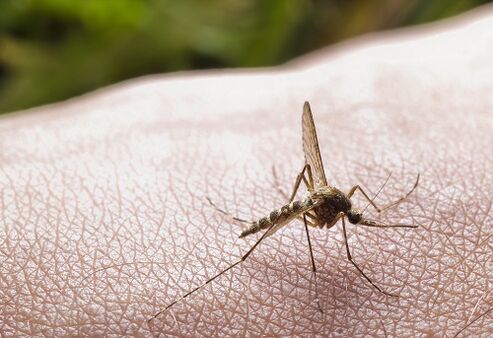 mosquito bites as a cause of parasitic attacks