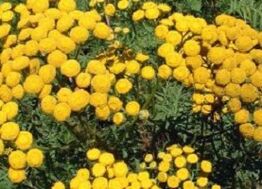 tansy from worms
