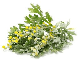 Cleans the body's wormwood