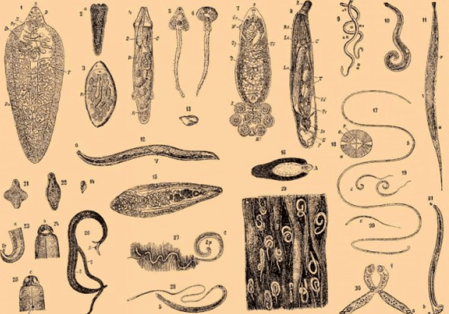 The parasite type in the human body