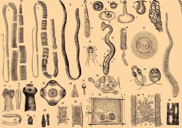 Gelminth parasitic class
