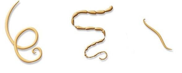 The type of parasite