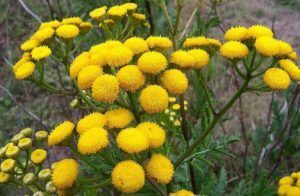 enema with tansy to get rid of parasites