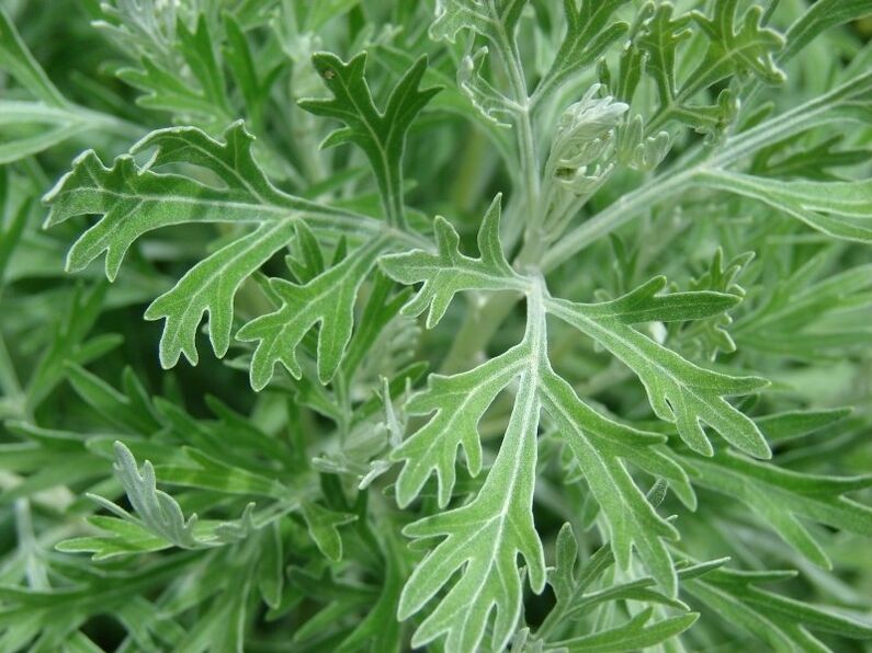 Wormwood for the preparation of tinctures from parasites