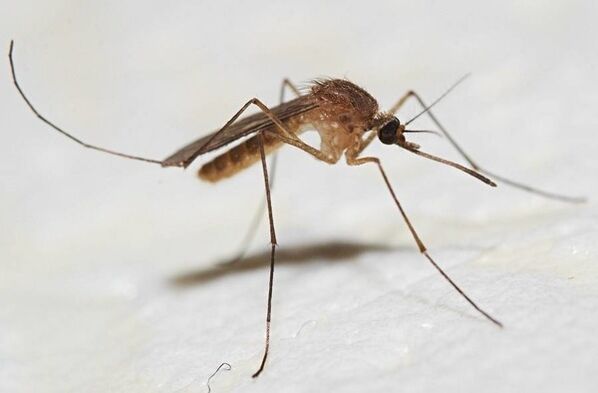 Mosquitoes are the main carriers of skin parasites