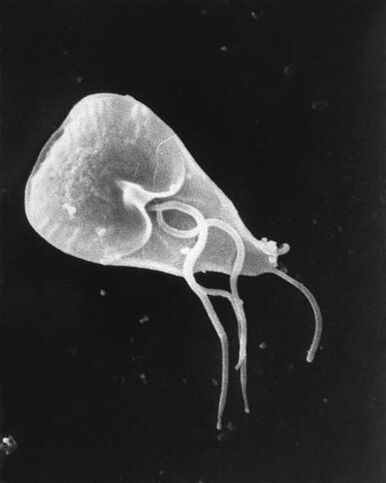 lamblia - genus parasite protozoa flagellated